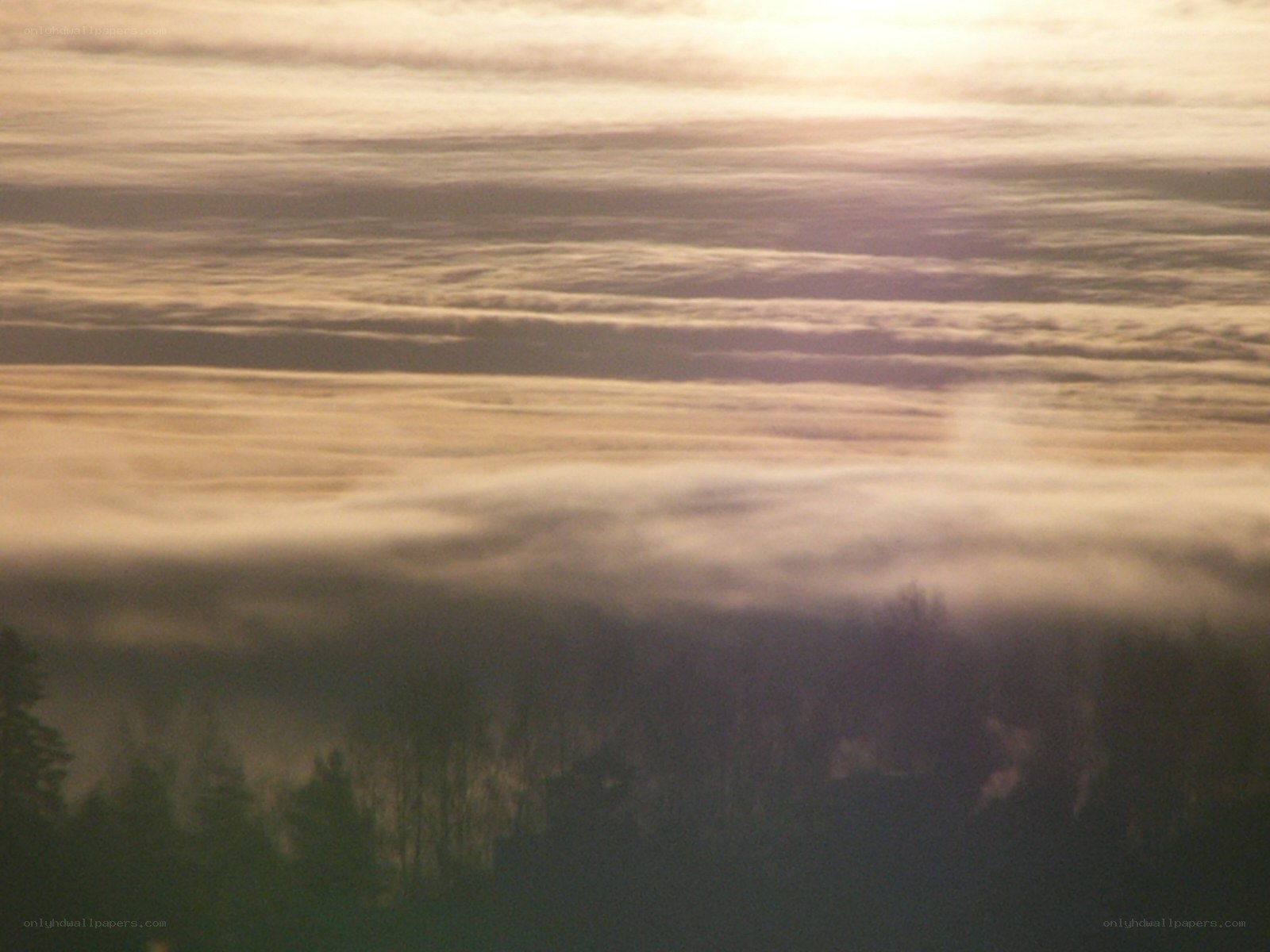Foggy sunrise over forest