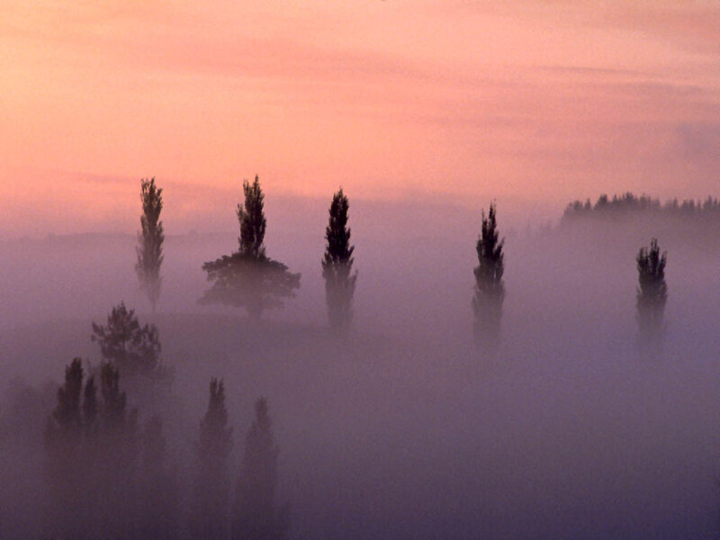 Foggy sunrise with trees