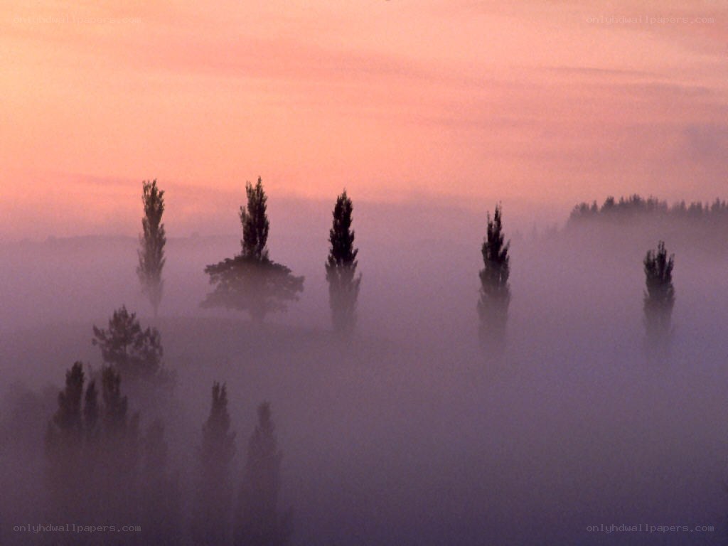 Foggy sunrise with trees