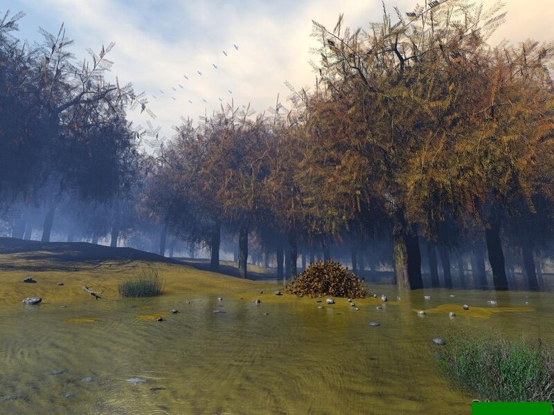 Foggy swamp forest scene