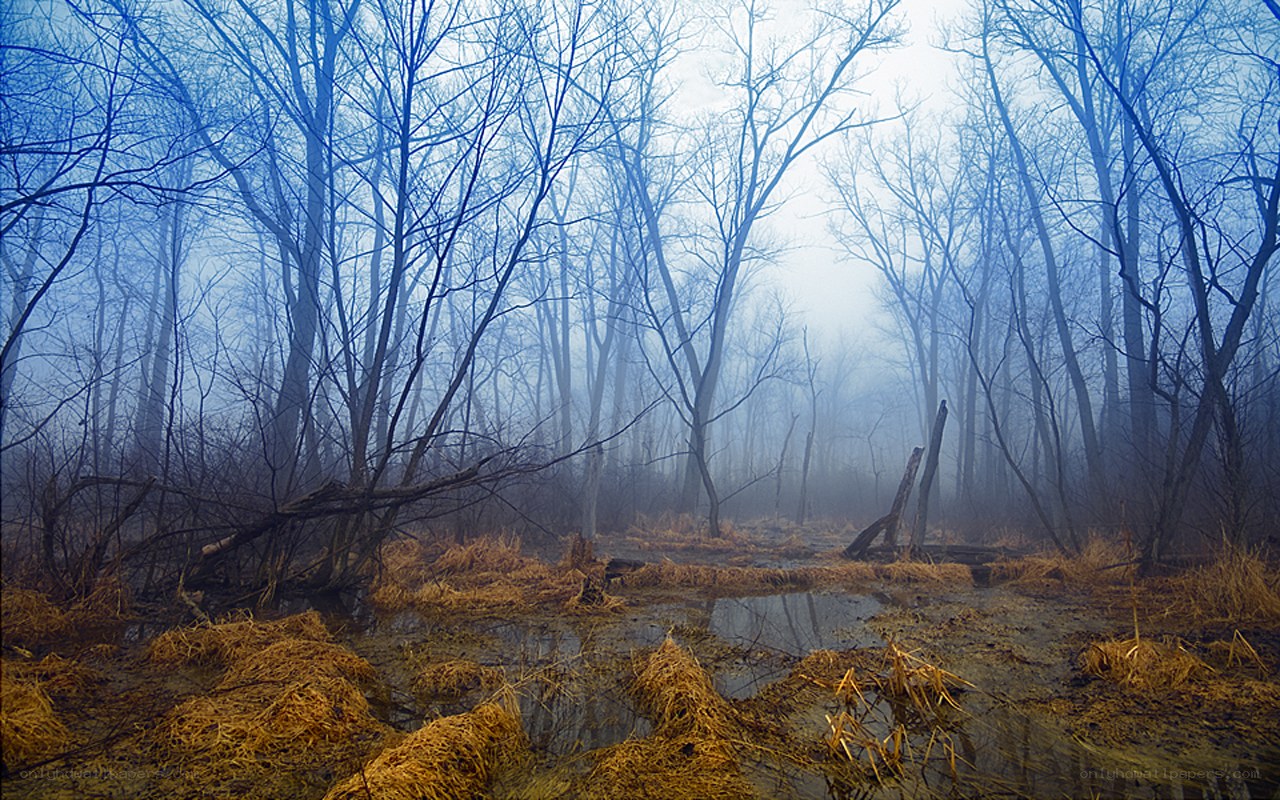 Foggy swamp forest