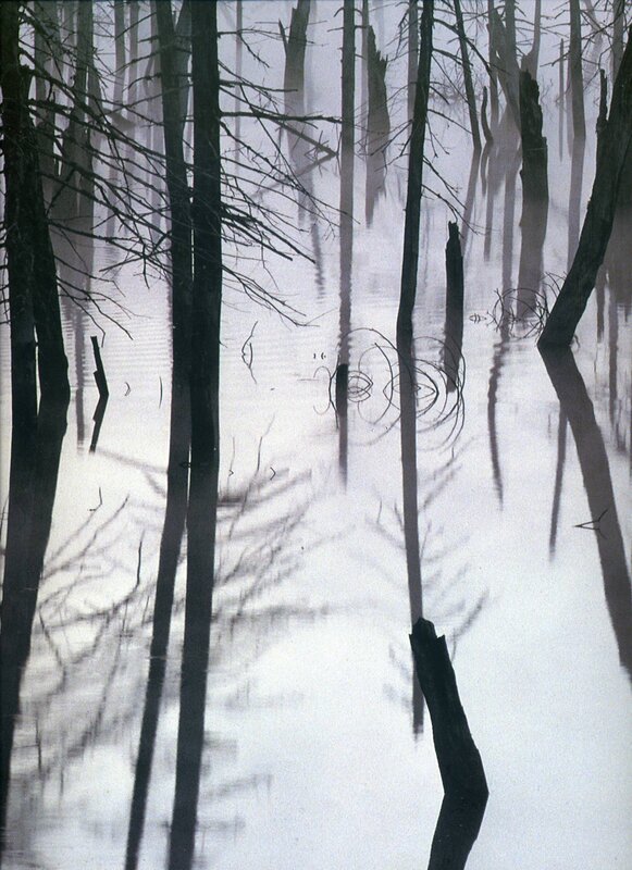Foggy swamp with dead trees