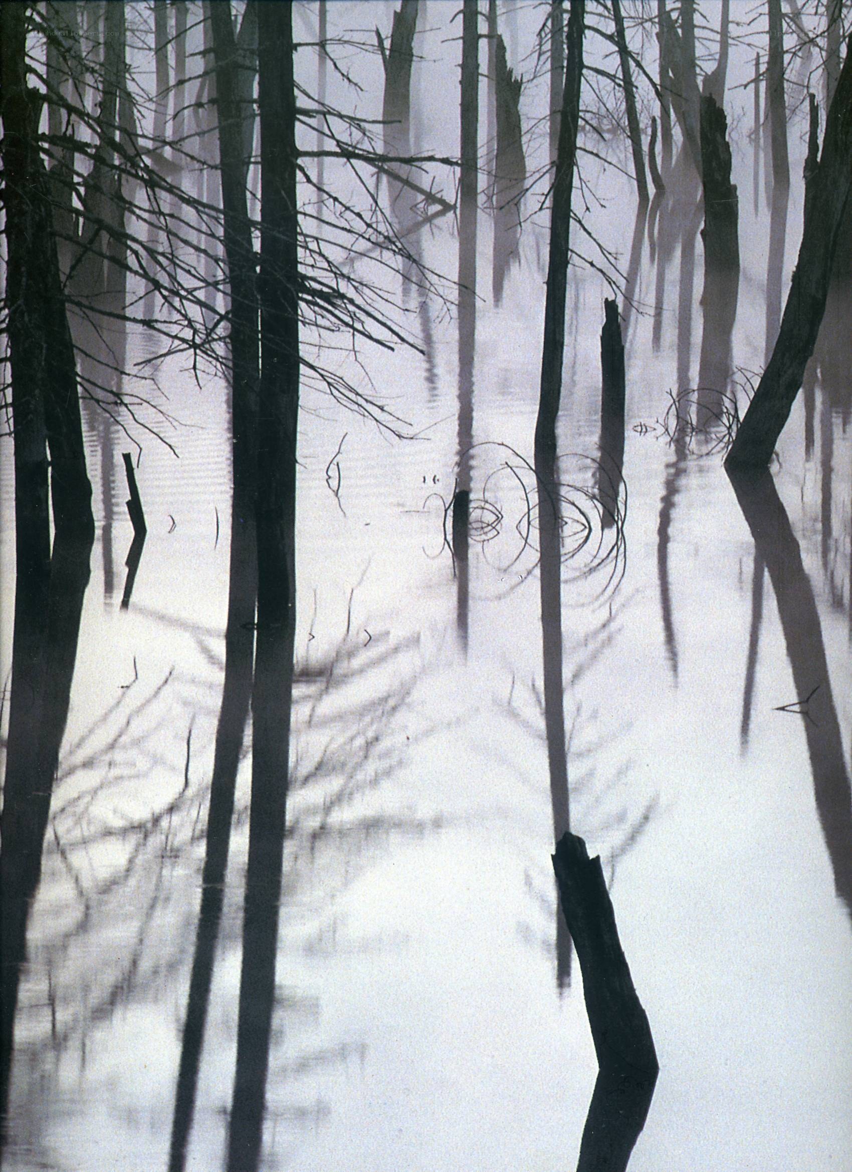 Foggy swamp with dead trees