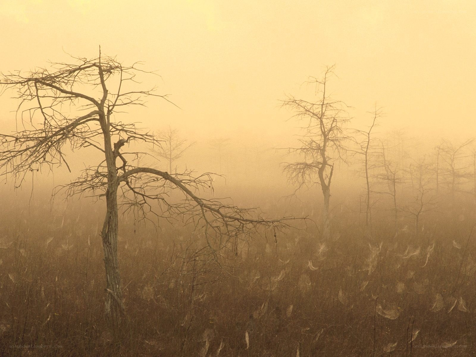 Foggy swamp with dead trees