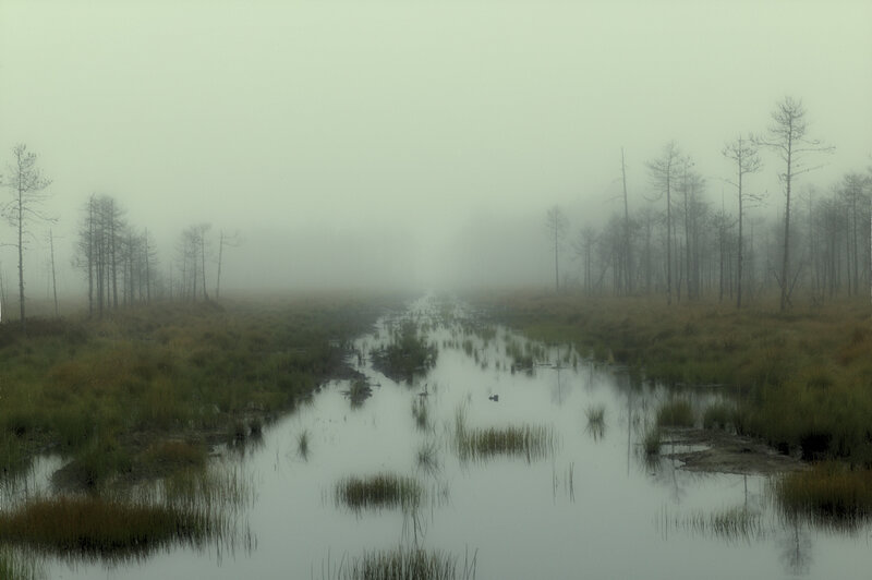 Foggy Swamp with Stream