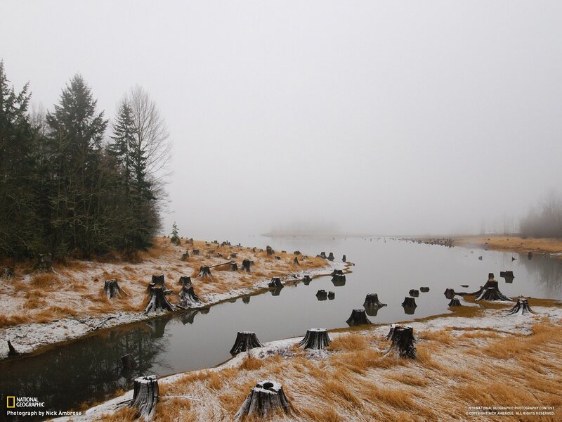 Foggy Swamp with Stumps