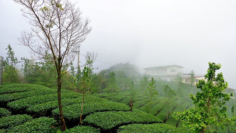 Foggy tea plantation with house