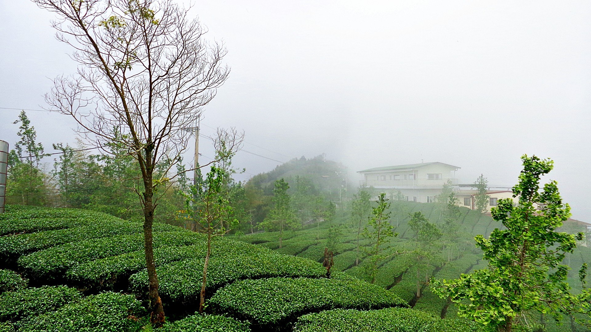 Foggy tea plantation with house