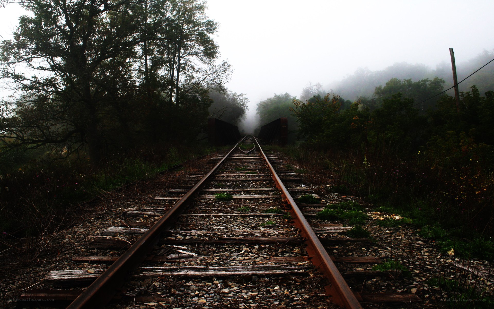 foggy train tracks in forest