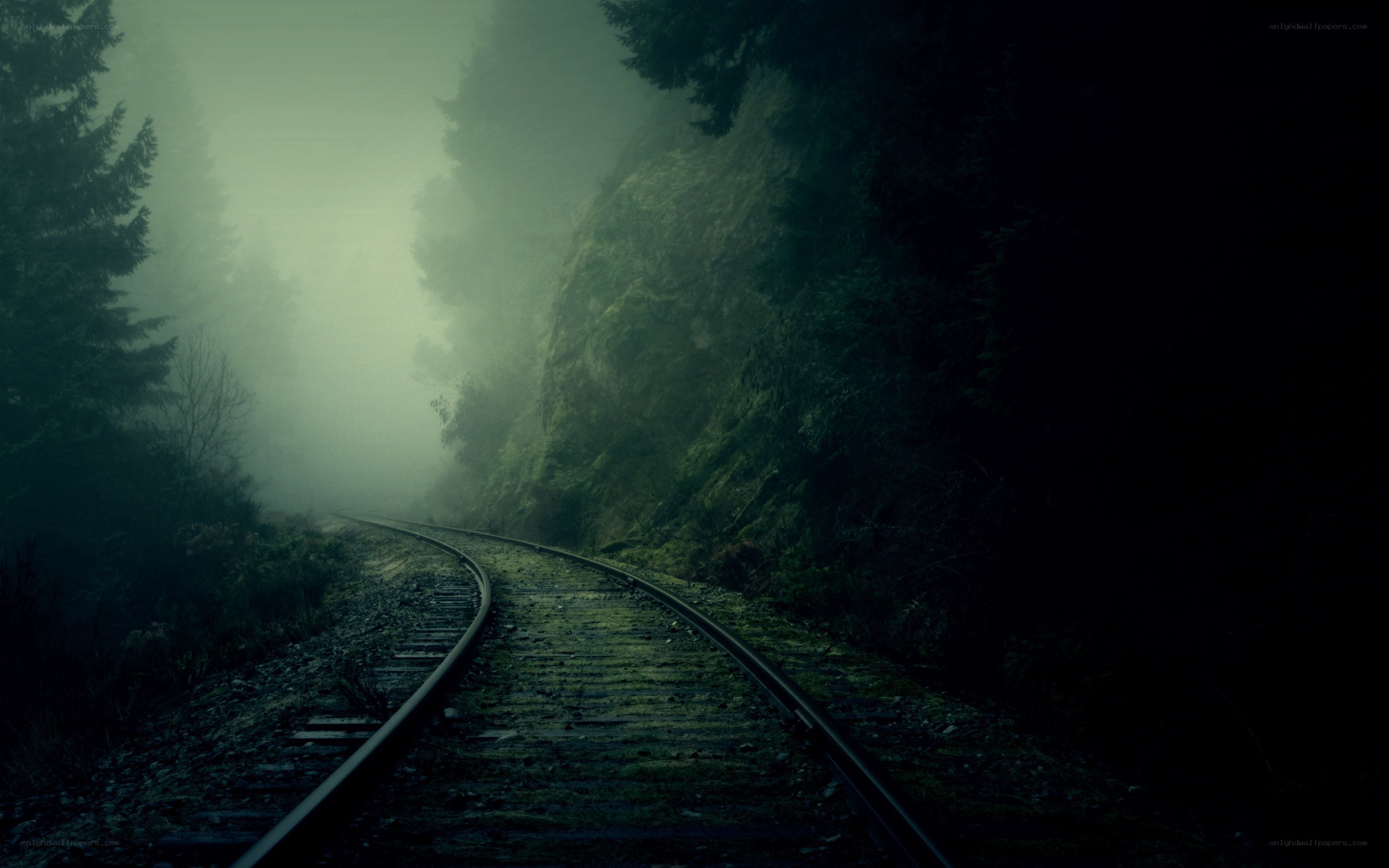 foggy train tracks in forest