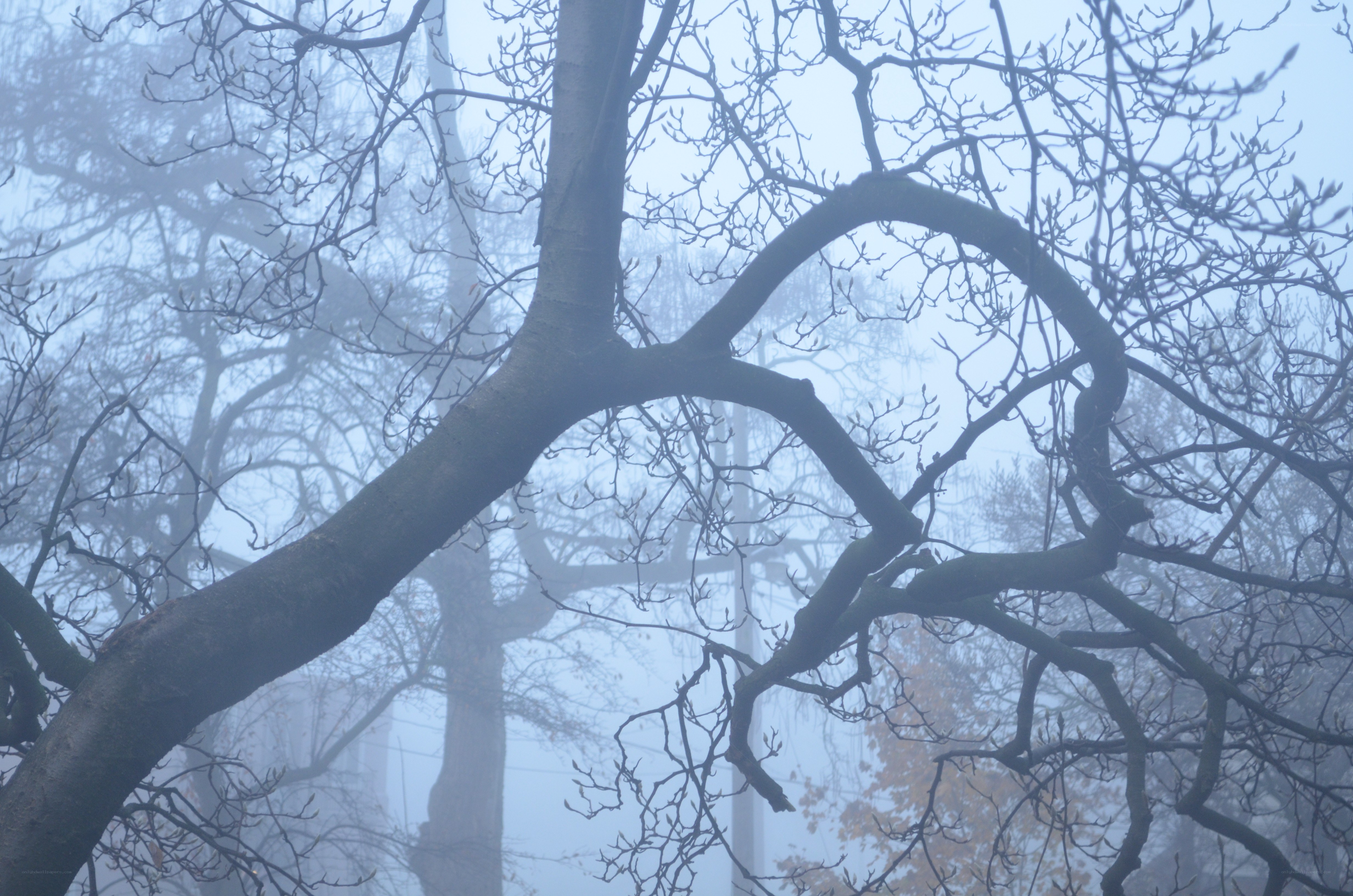 Foggy tree branches
