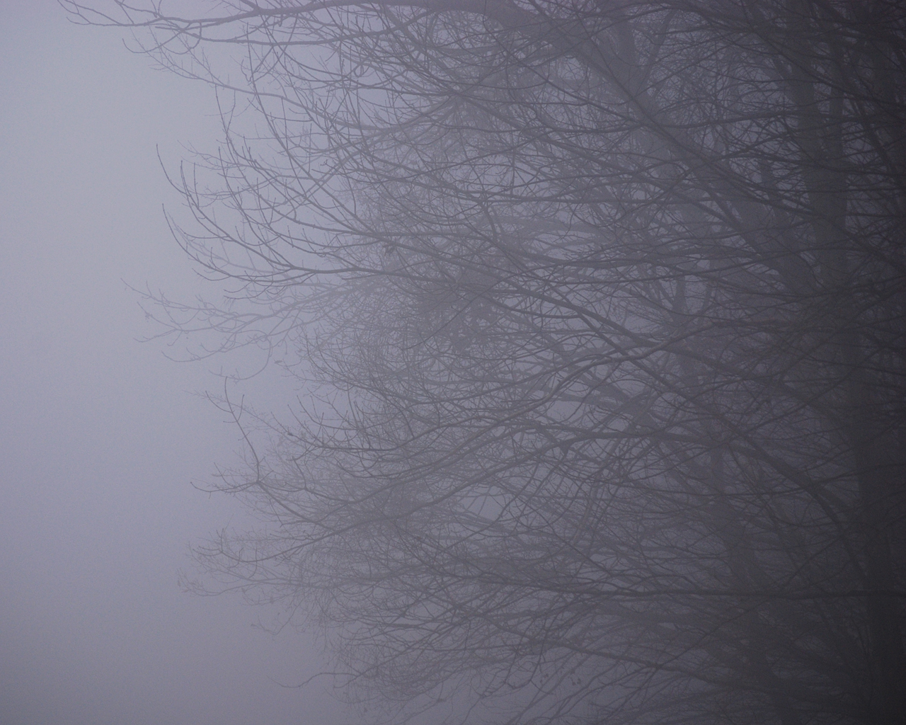 Foggy tree branches