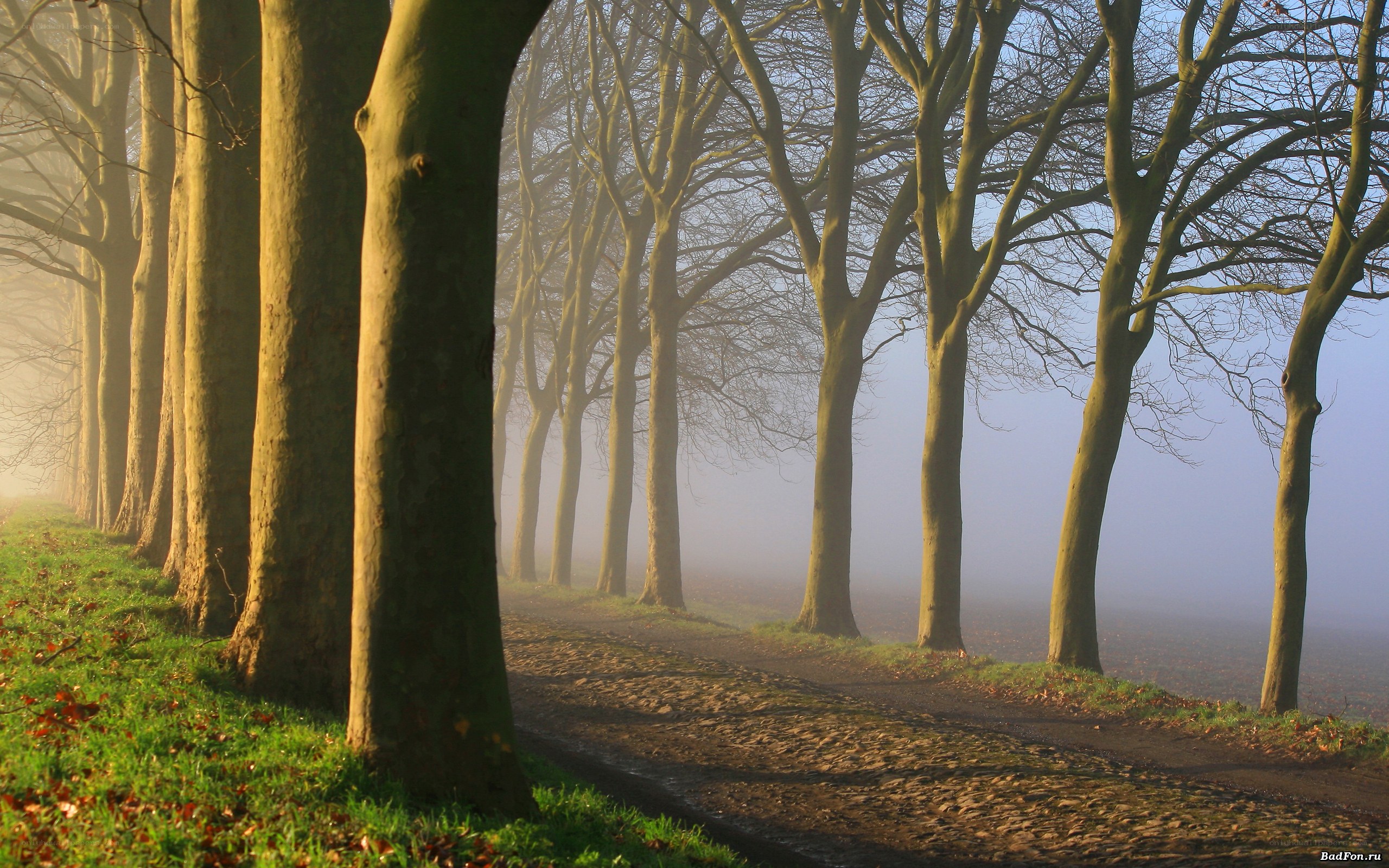 Foggy tree-lined path