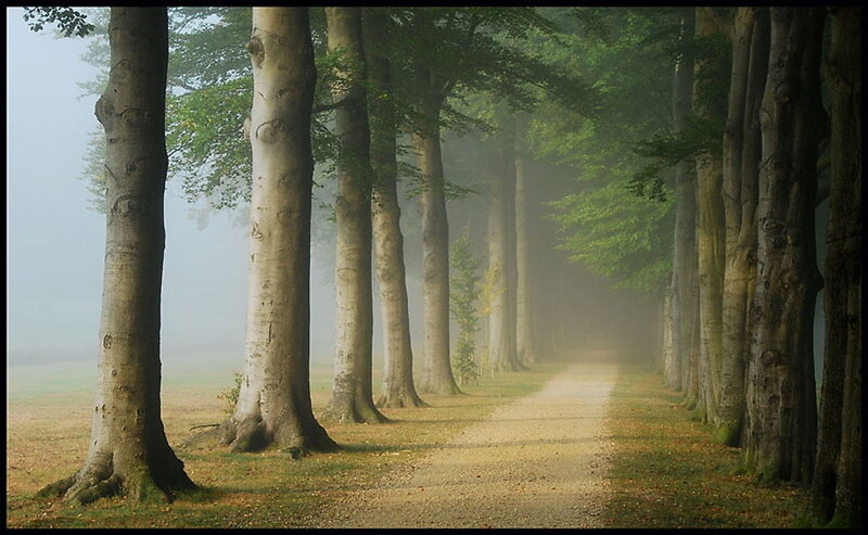 Foggy tree-lined path