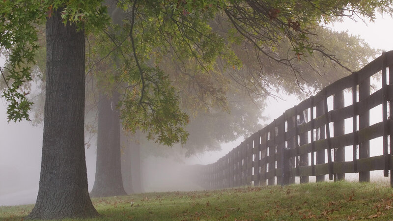 Foggy Tree-lined Path — Green