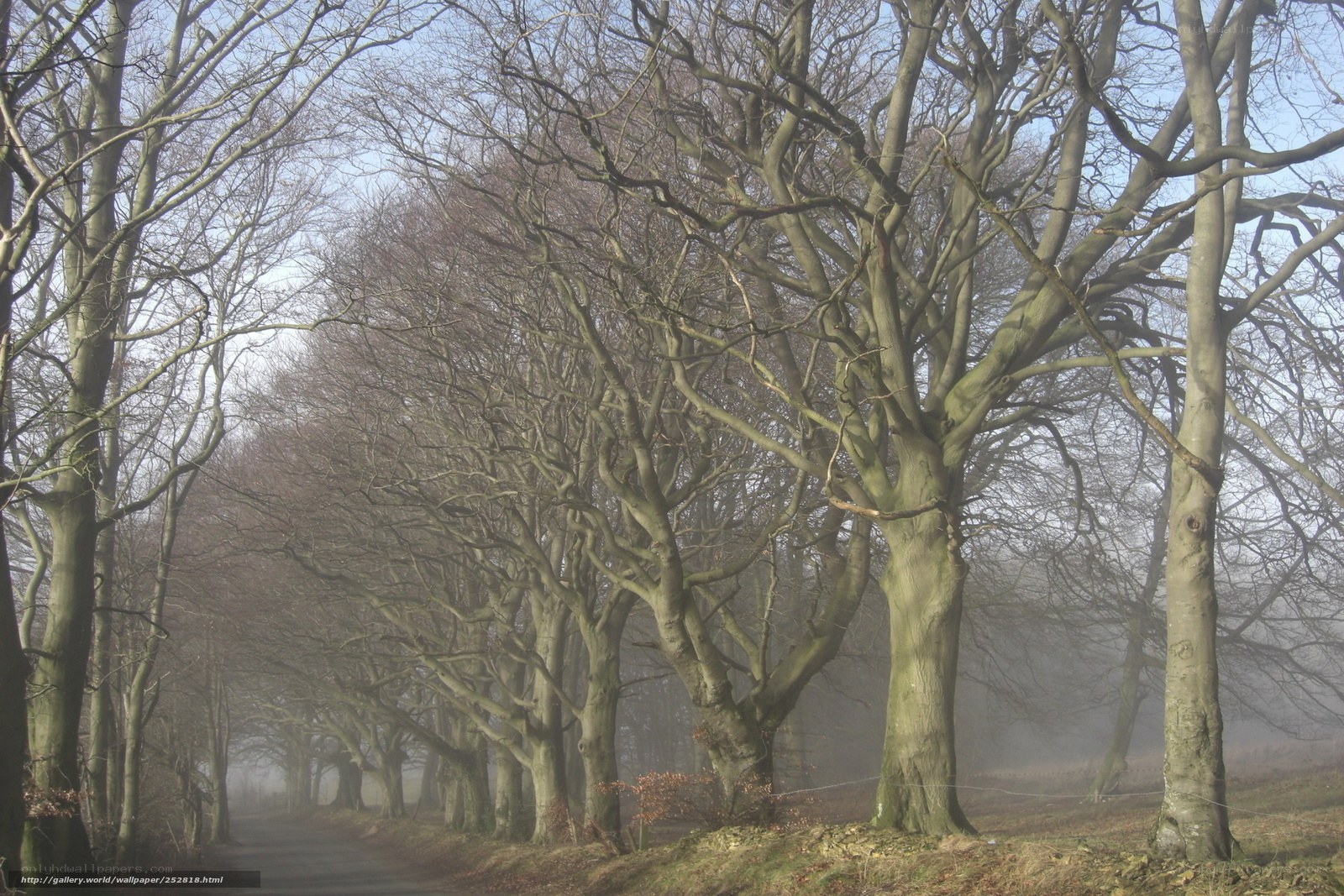Foggy tree-lined path