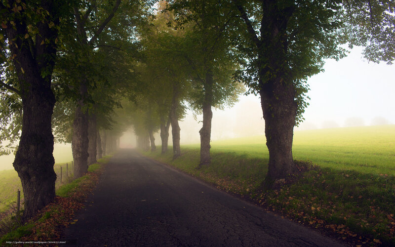 Foggy Tree-lined Road — Green