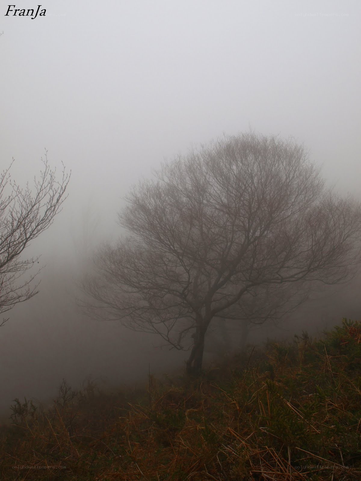 Foggy tree on a hill