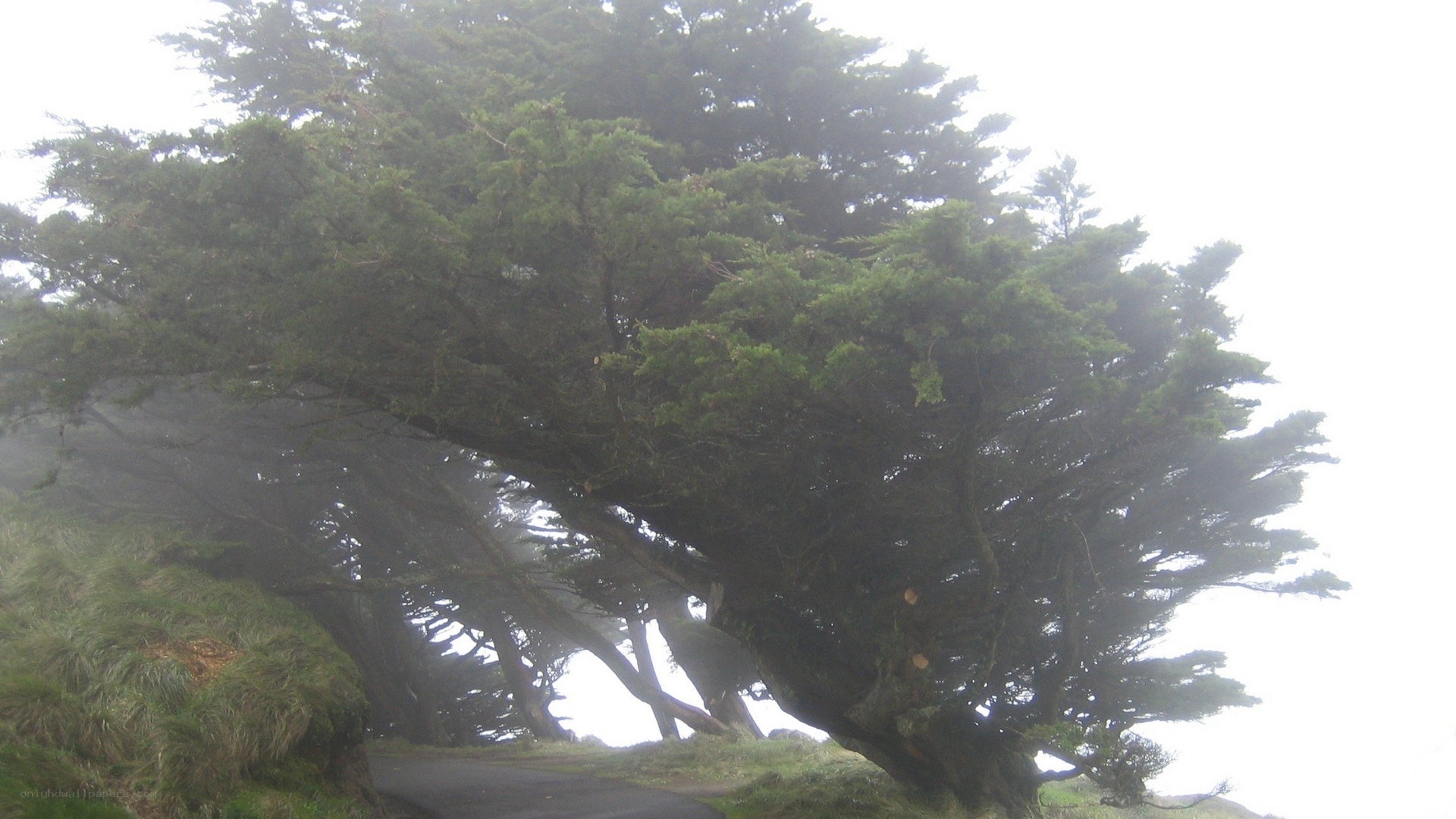foggy tree on a hillside