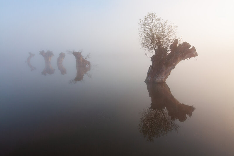 Foggy Tree Stumps