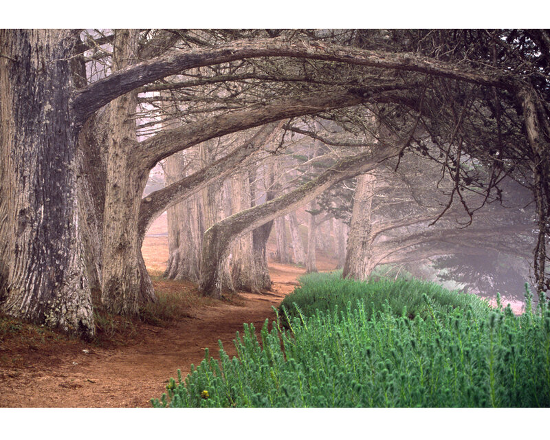 Foggy Tree Tunnel