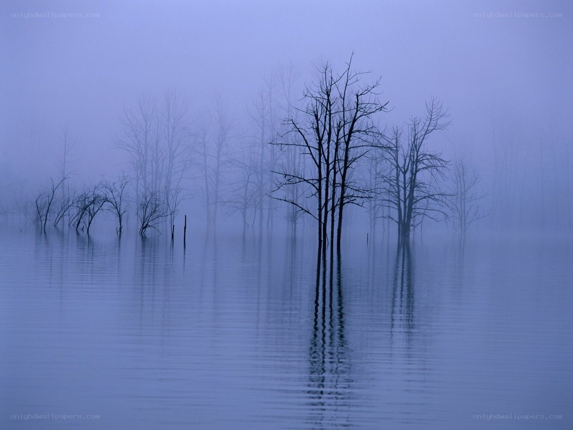 Foggy trees in a calm lake