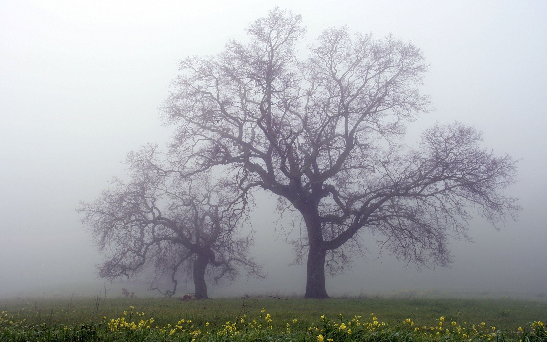 Foggy trees in a field