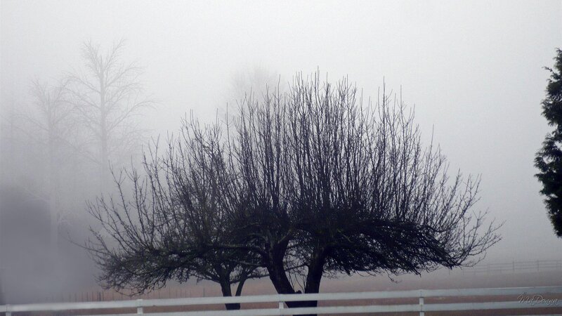 Foggy trees in a field