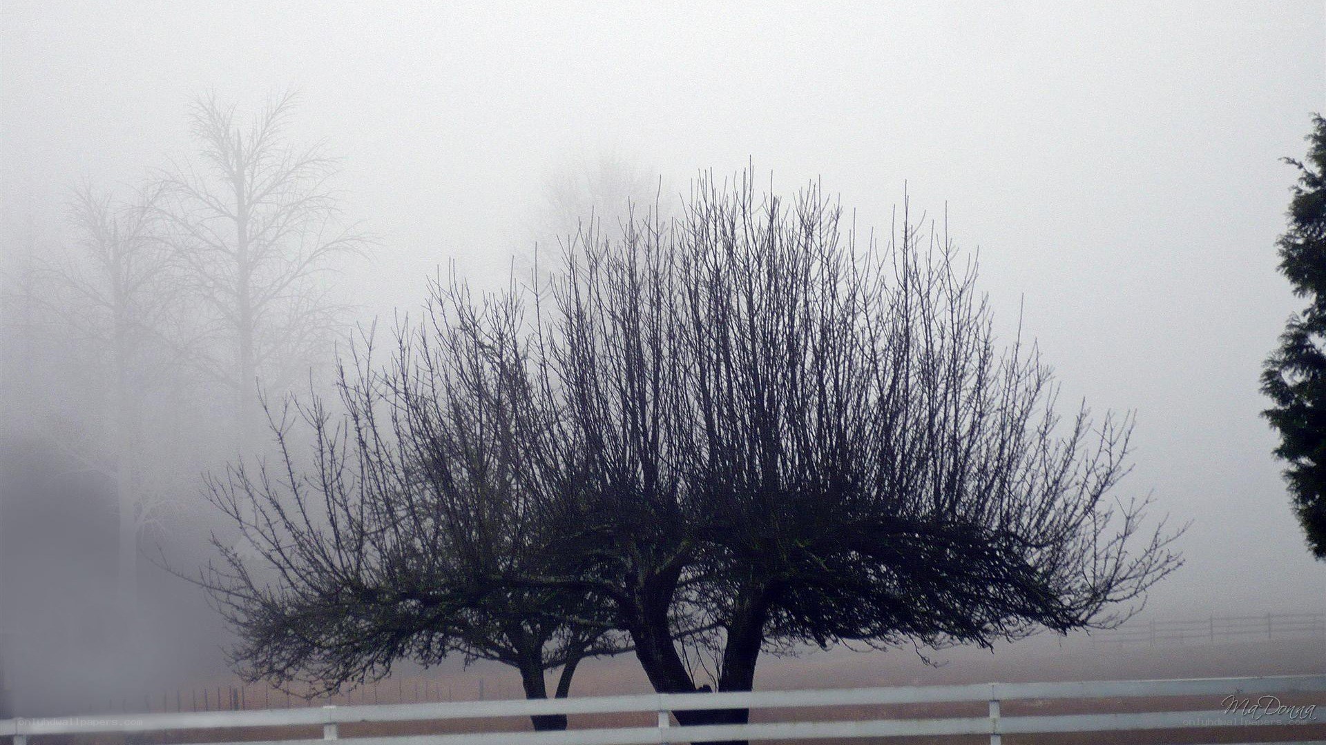 Foggy trees in a field
