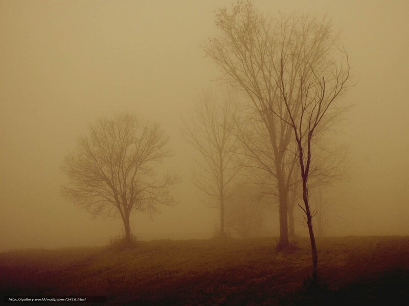 Foggy Trees in a Field