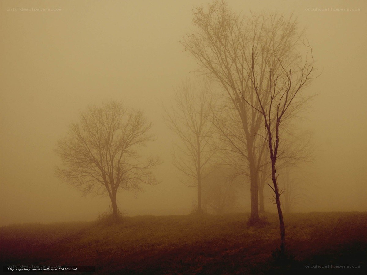 Foggy Trees in a Field