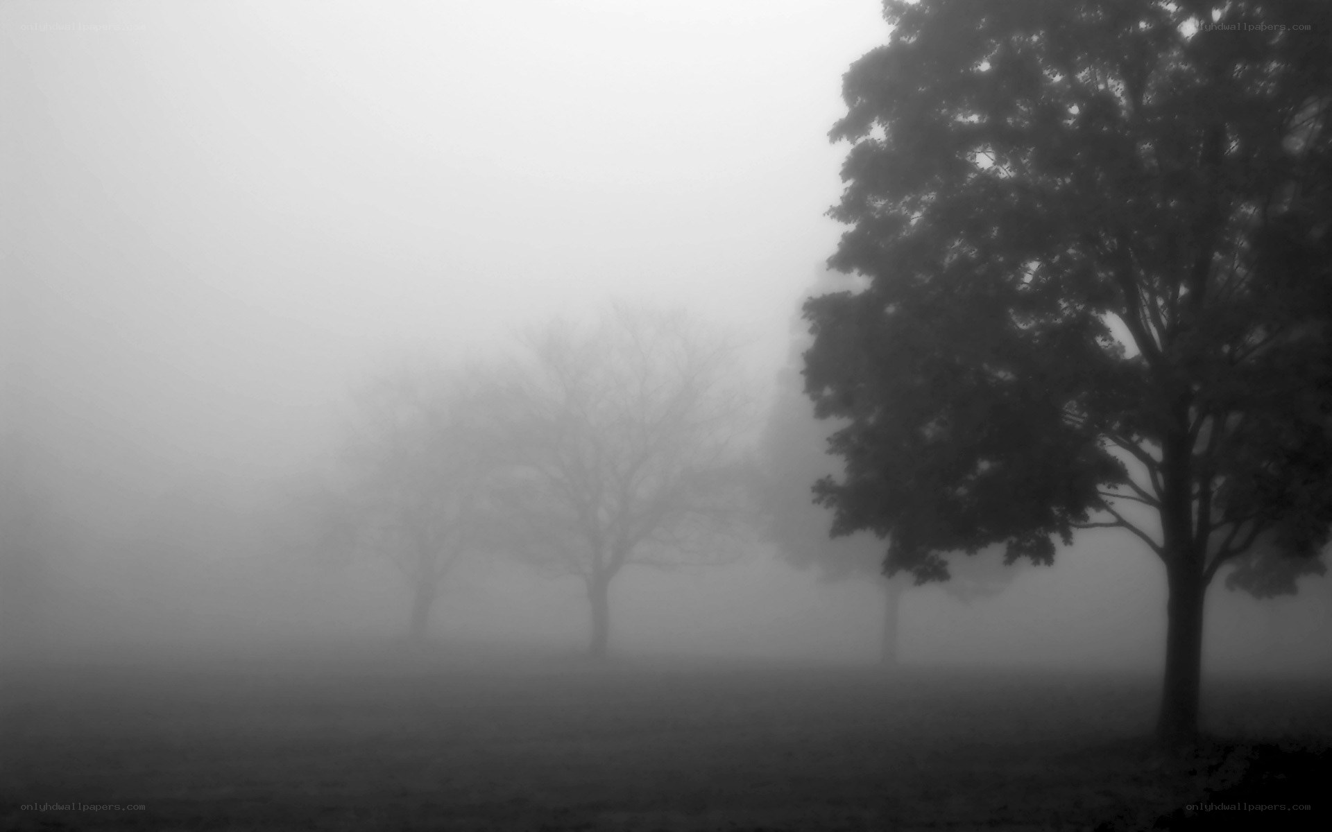 Foggy trees in a misty field