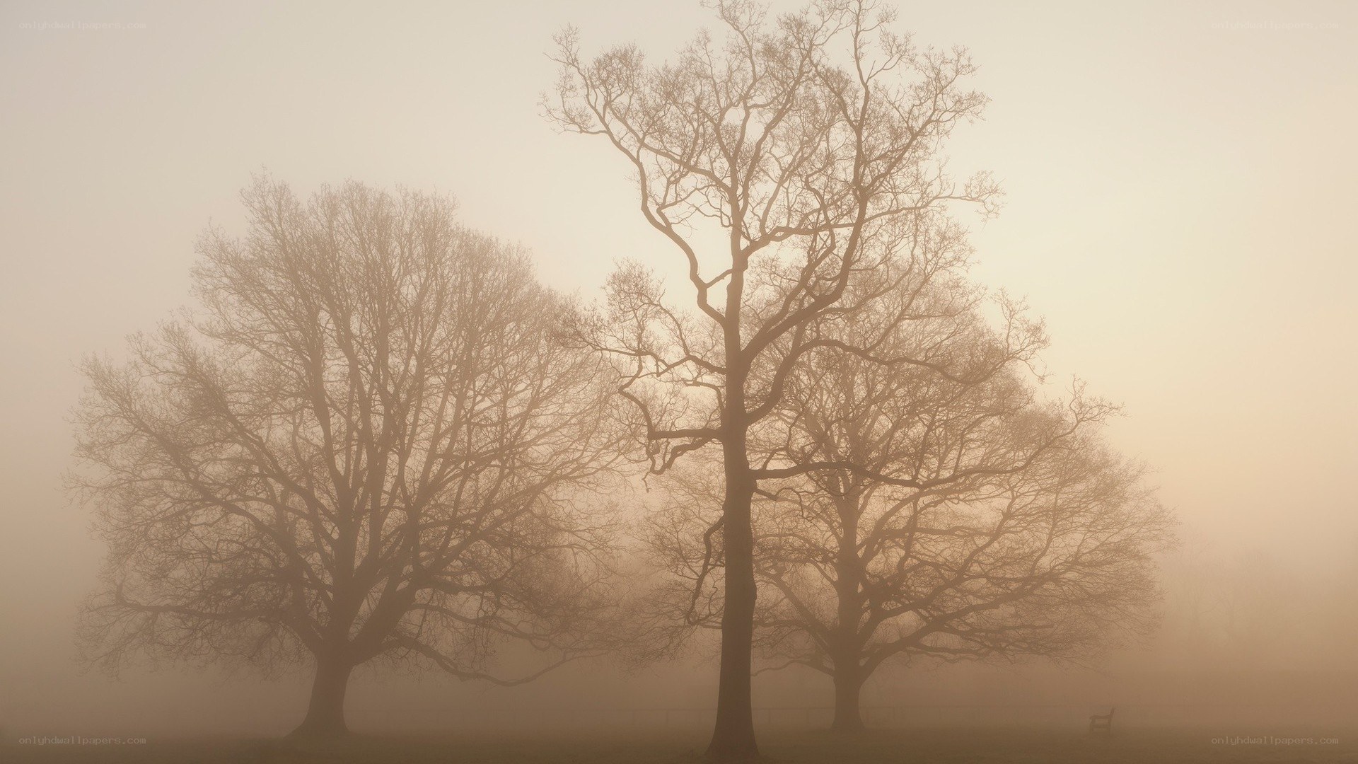 Foggy trees in a park