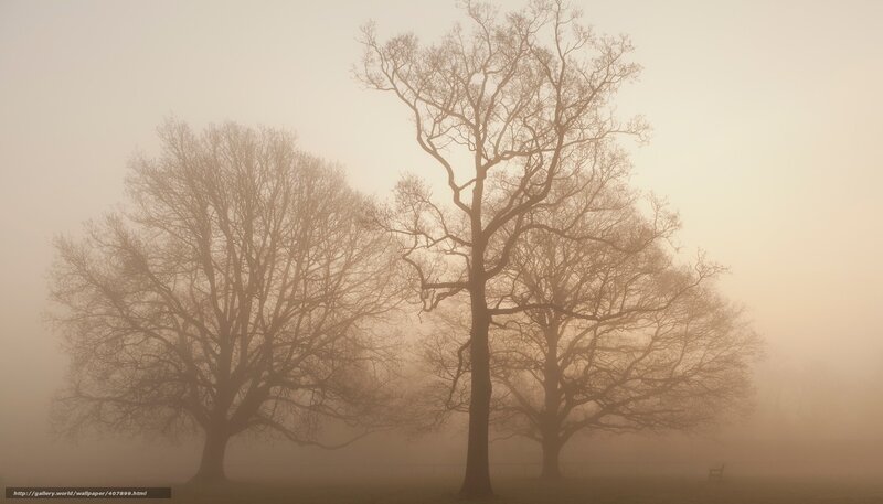 Foggy trees in a park
