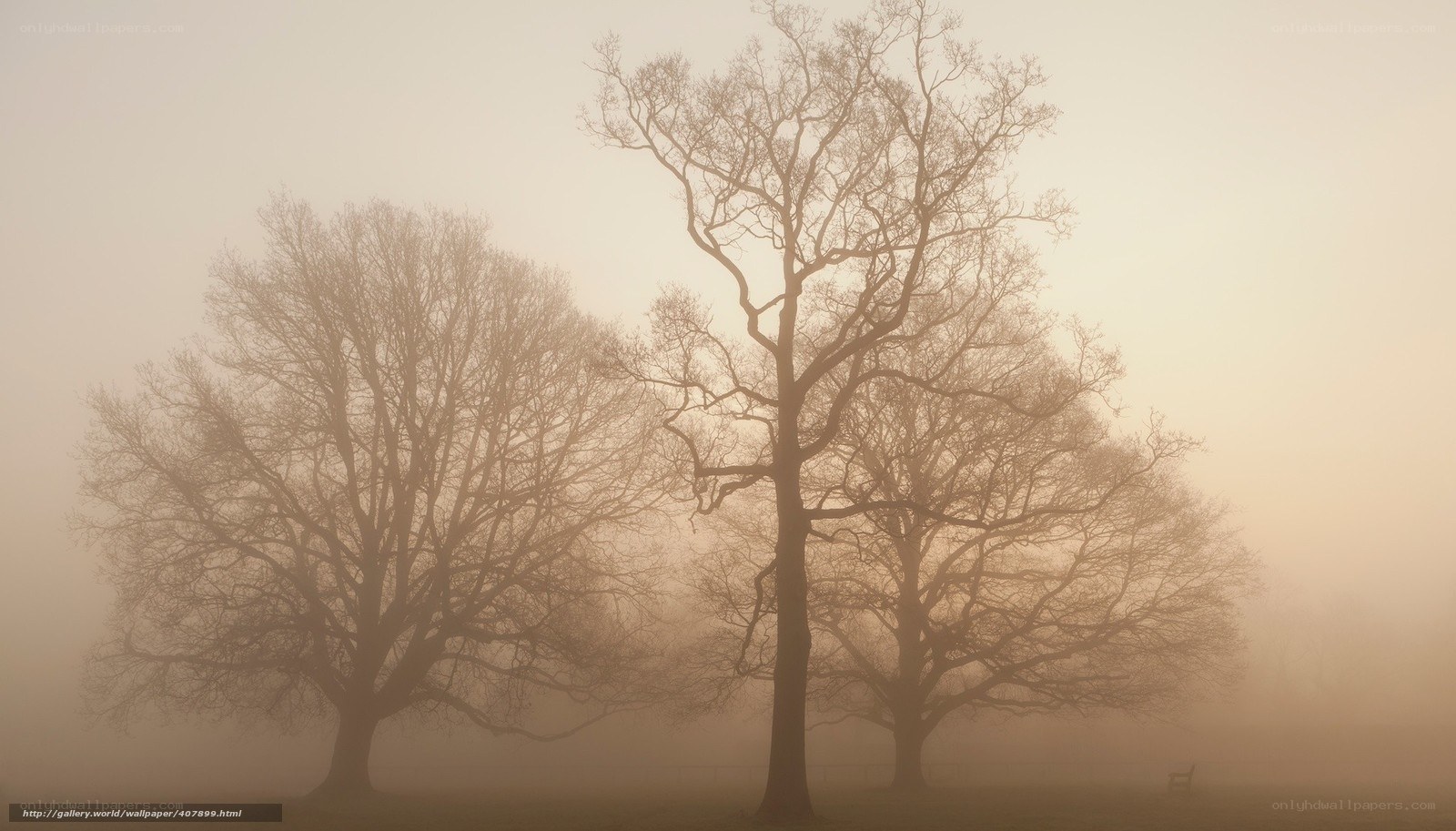 Foggy trees in a park