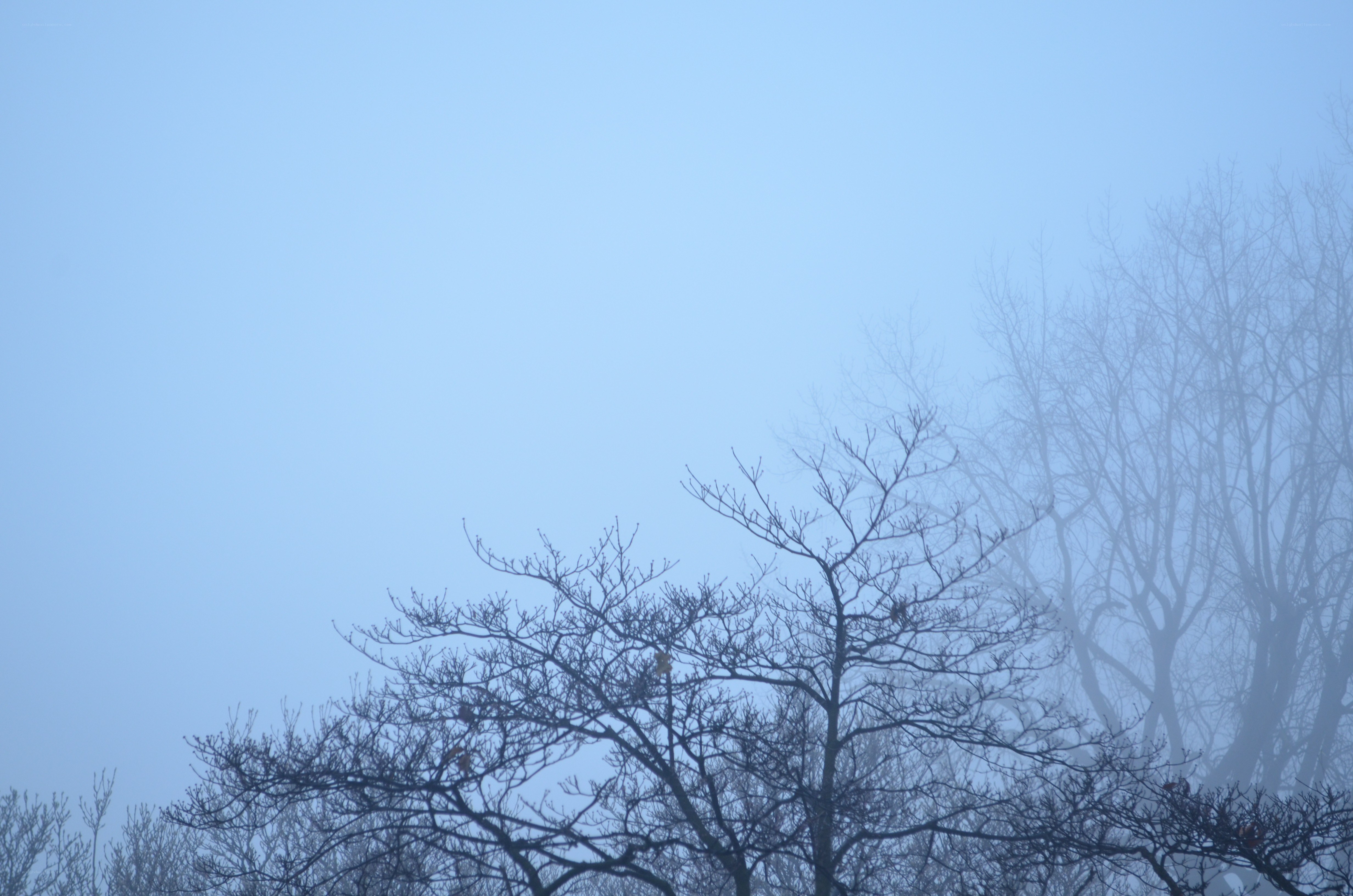 Foggy trees in blue sky