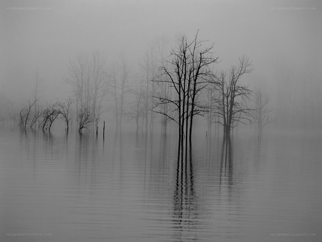 Foggy trees in flooded forest