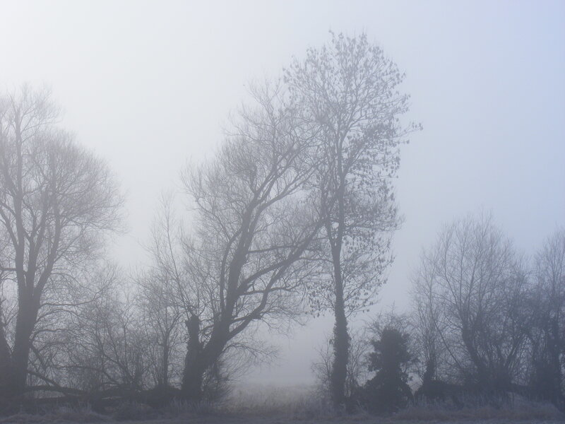 Foggy trees in winter