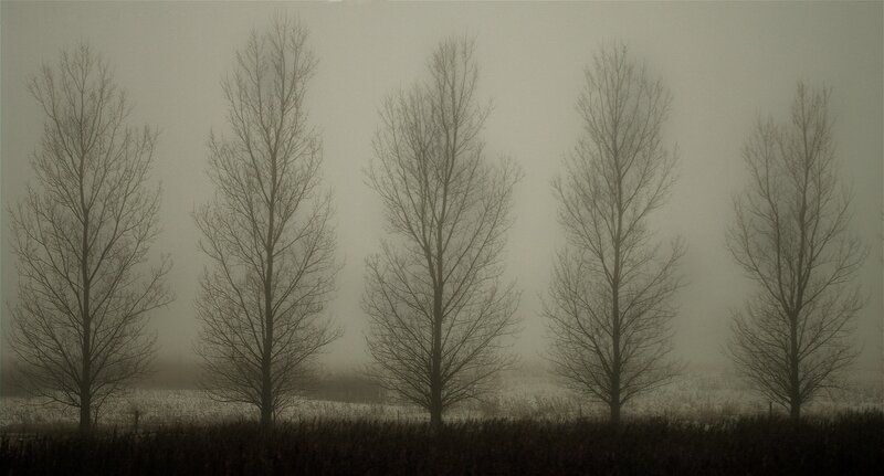 Foggy trees in winter