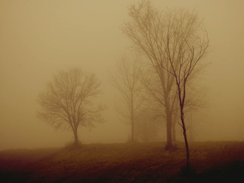 Foggy trees on a hill