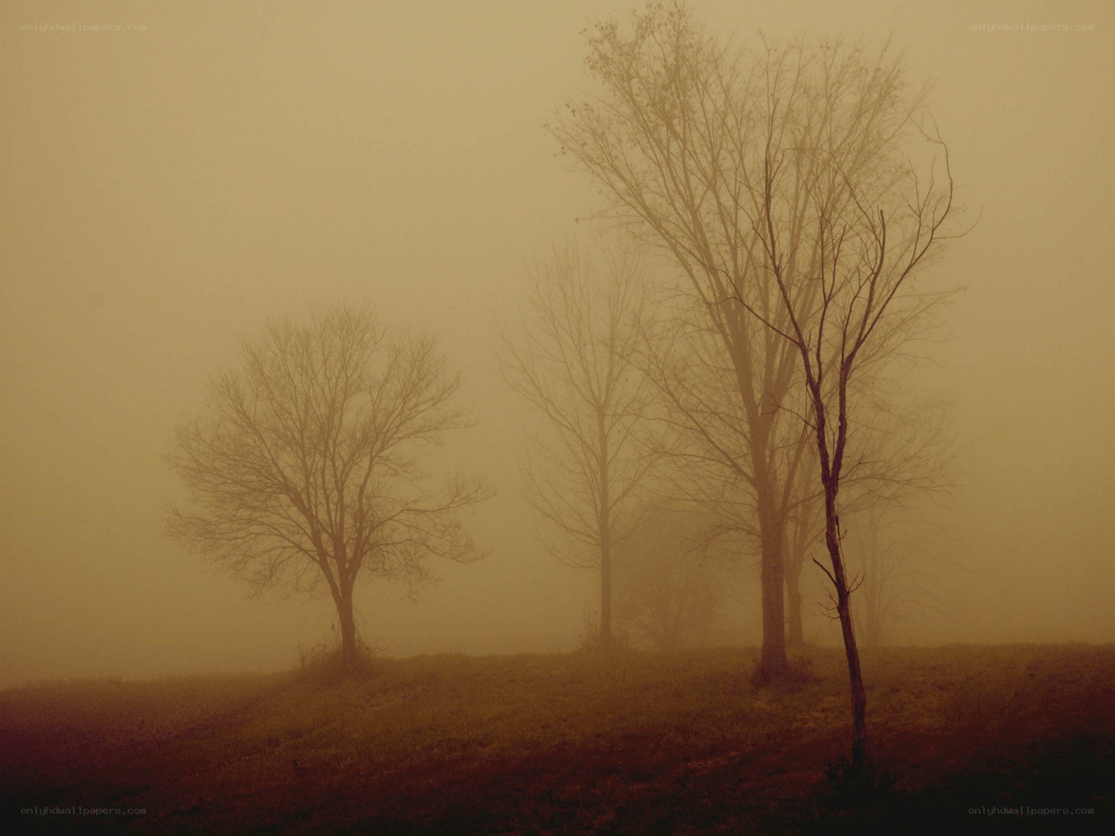 Foggy trees on a hill