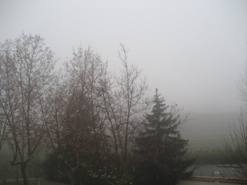 Foggy trees on a misty day