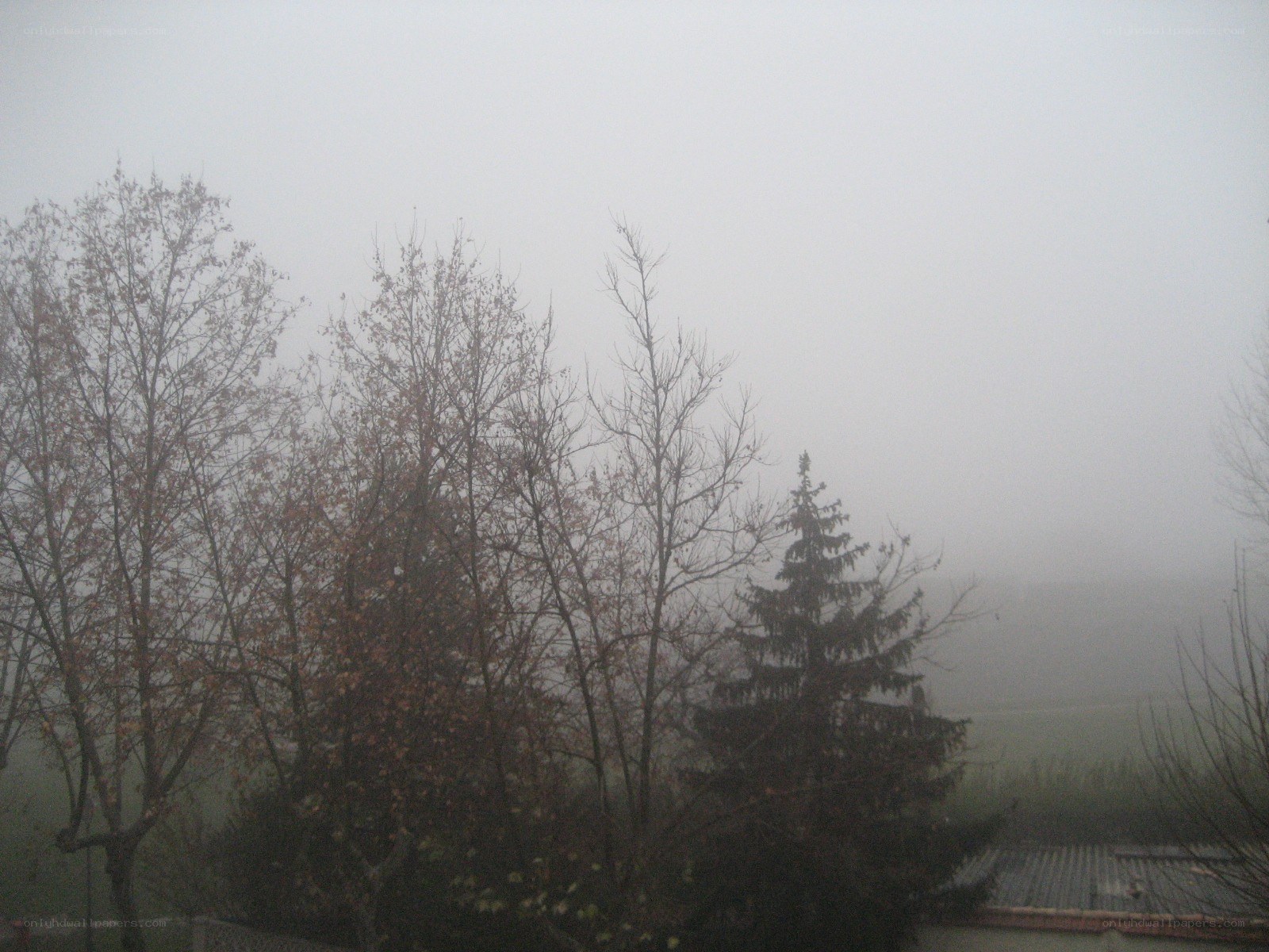 Foggy trees on a misty day