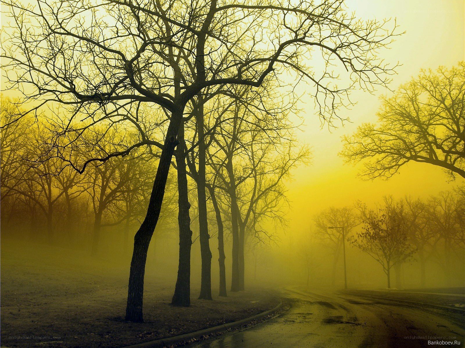 Foggy trees on a quiet road