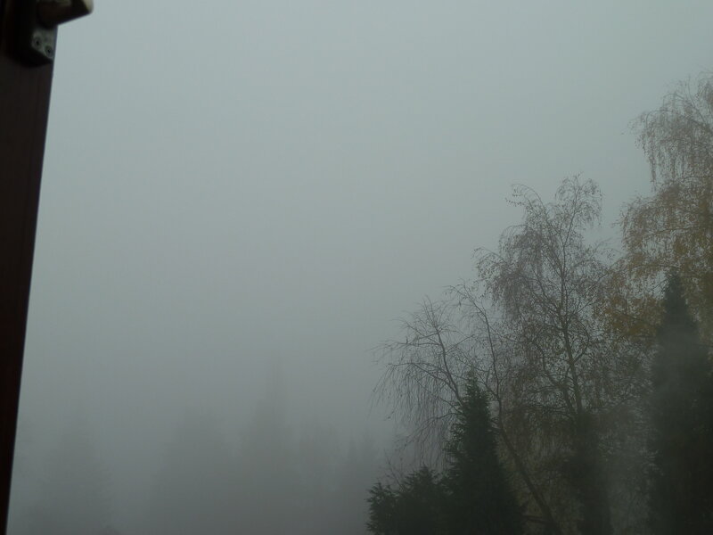 Foggy Trees Outside