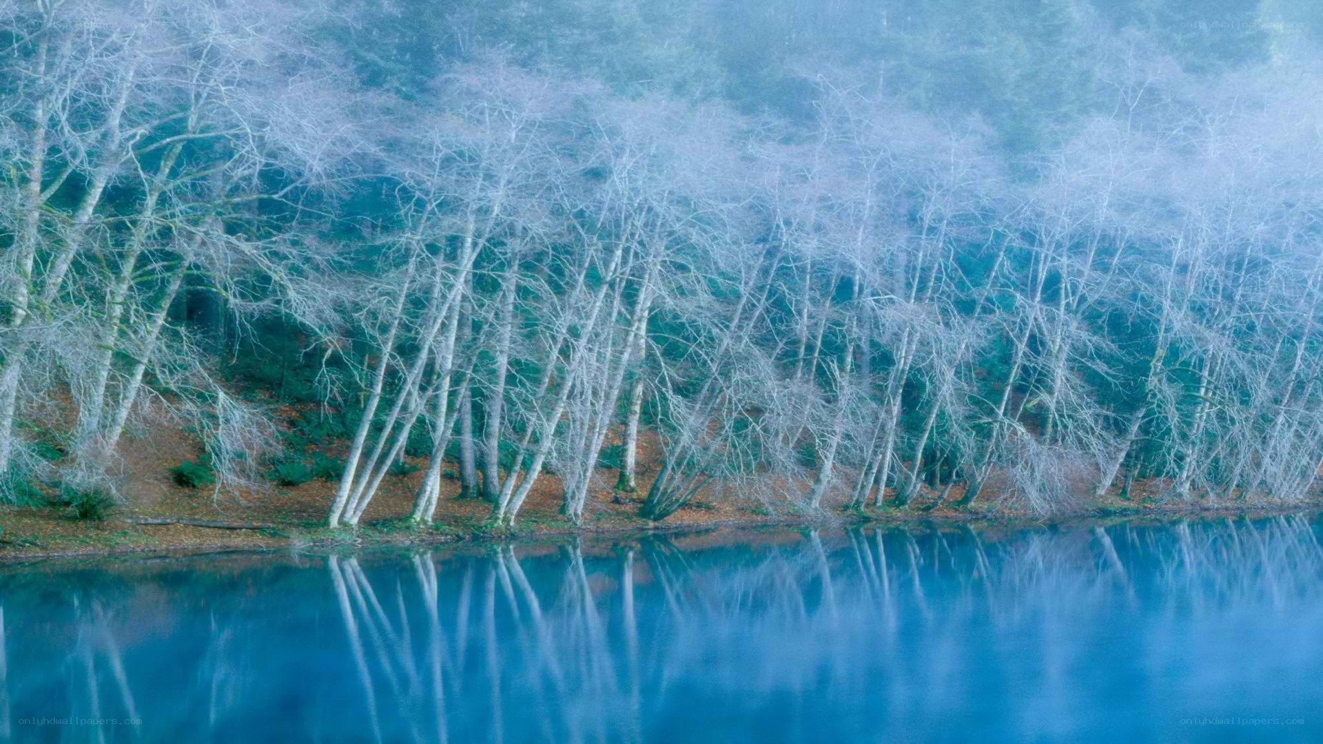 Foggy trees reflected in lake