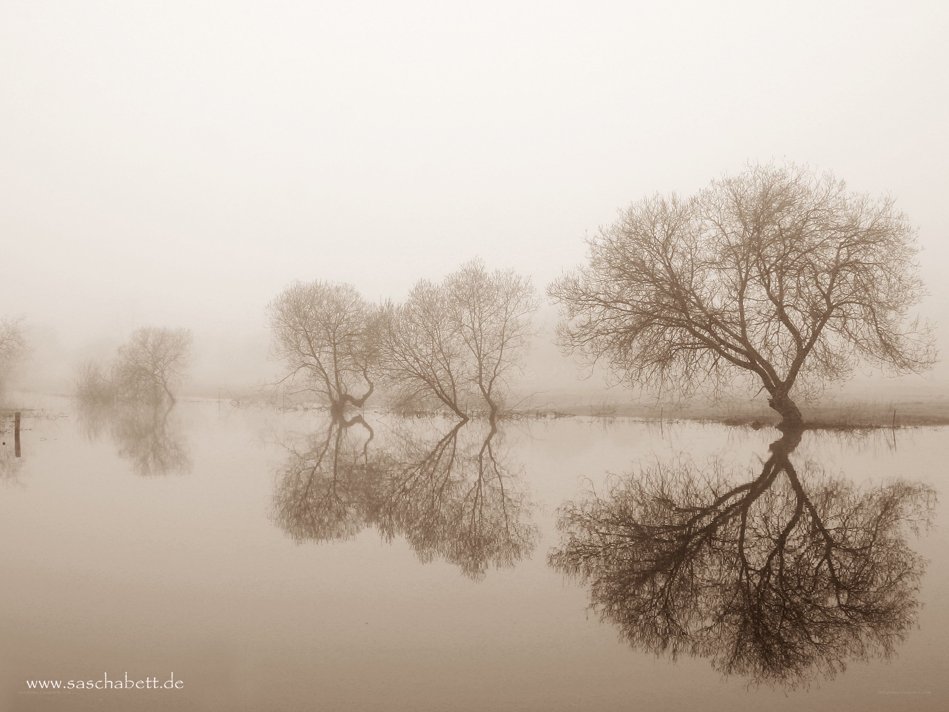 Foggy trees reflected in water
