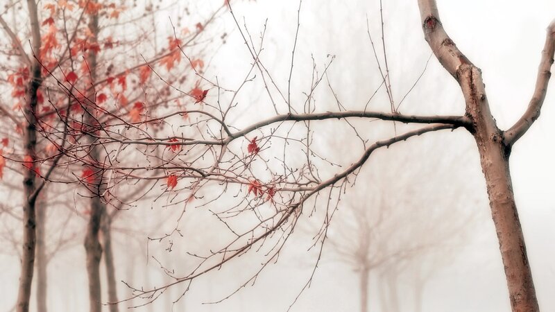 Foggy trees with red leaves