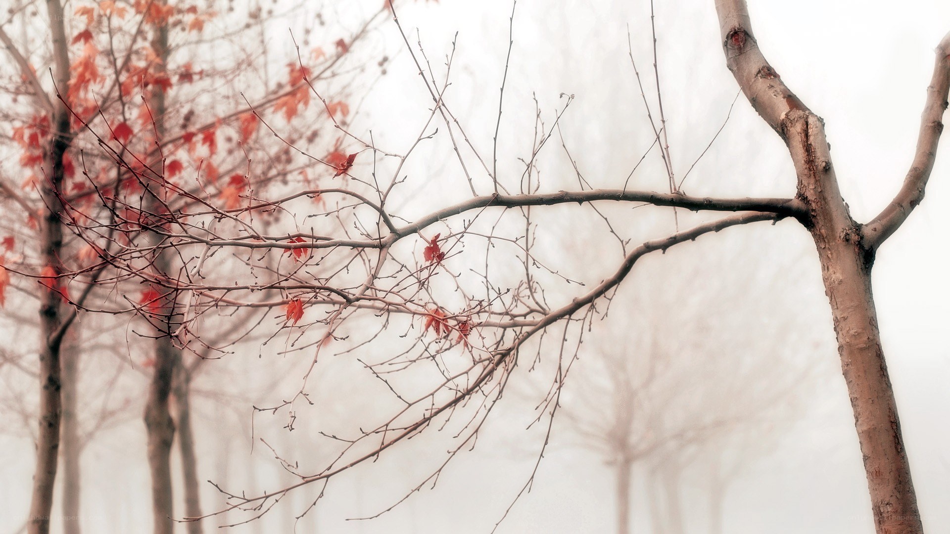 Foggy trees with red leaves