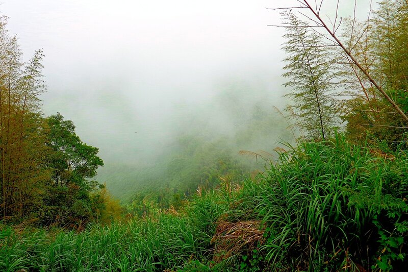 Foggy Valley with Bamboo